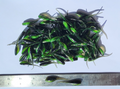 Shad Fry, Minnow Fry 2" length - Green/Midnight Flash (Green/Black w/gold & silver glitter) Crappie, Panfish