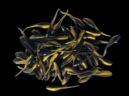 Shad Fry, Minnow Fry 2" length - Golden Shiner Flash (Gold/Black w/ silver glitter) Crappie, Panfish
