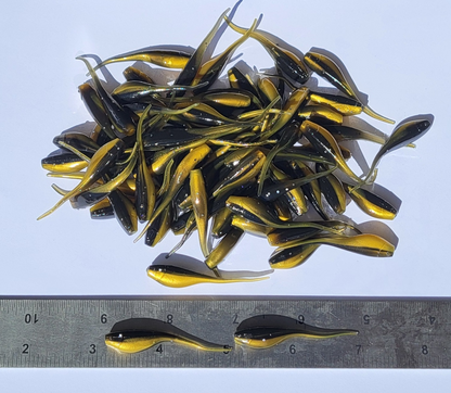 Shad Fry, Minnow Fry 2" length - Golden Shiner Flash (Gold/Black w/ silver glitter) Crappie, Panfish