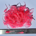 Shad Fry, Minnow Fry 2" length - Ice/Bubble Gum Flash (Clear/Pink w/pepper/silver glitter)